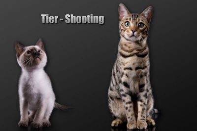 Tier-Shooting