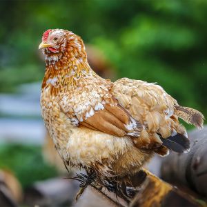 Tierfotografie - Huhn