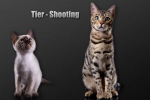 Tier-Shooting