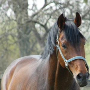 Tierfotografie - Pferd