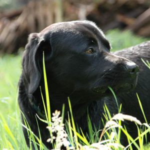 Tierfotografie - Hund