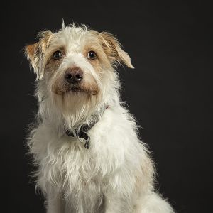 Tierfotografie - Hund