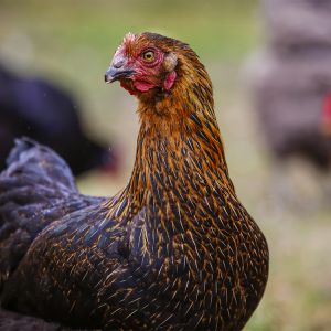 Tierfotografie - Huhn