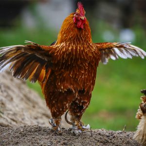 Tierfotografie - Hahn